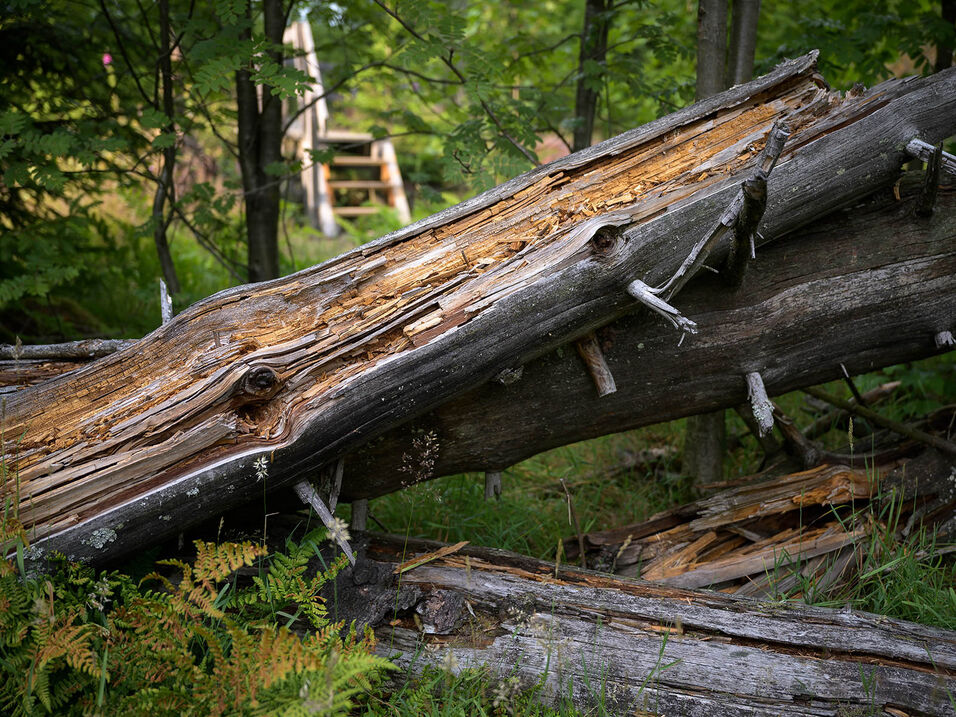 Abgestorbenes Holz auf dem Kyrillpfad bei Schanze.