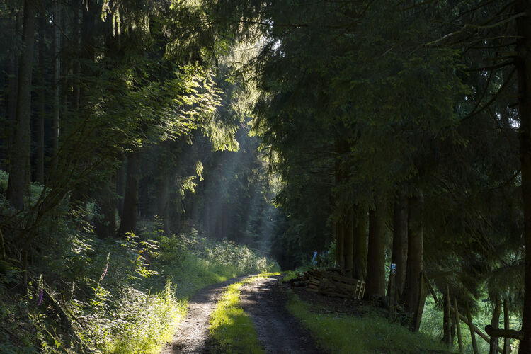 Wald Schmallenberger Sauerland